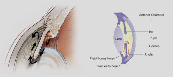 Fig. 1The flow of the intraocular fluid