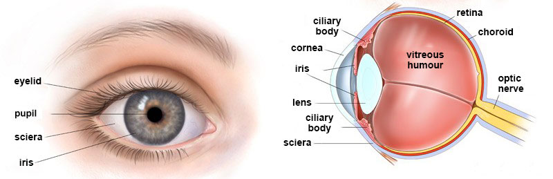 Cataract eye scheme